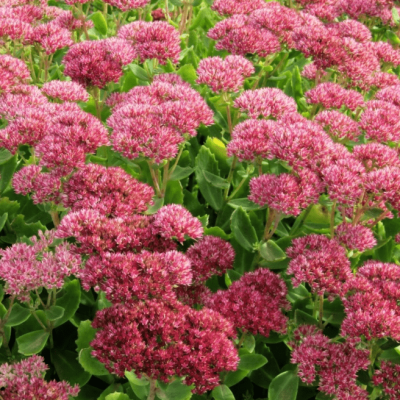 Седум видный Бриллиант фото