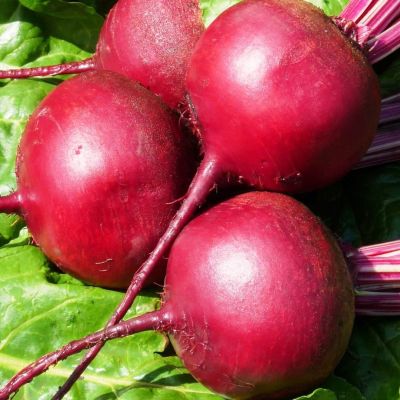 Свекла Несравненная Свекла Несравненная фото