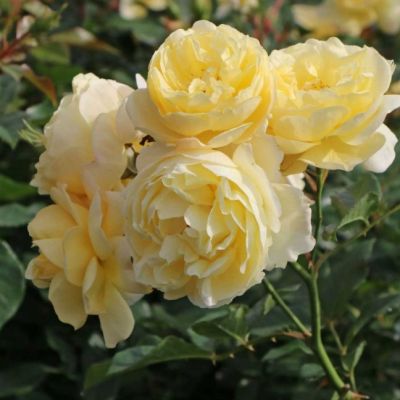 Роза Сонненсширм Роза Сонненсширм - Dolina-Sad.Ru