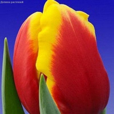 Тюльпан Денмарк Тюльпан Денмарк фото