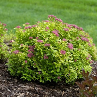 Спирея японская Голден Джек, С2 Спирея японская Голден Джек, С2 - Dolina-Sad.Ru