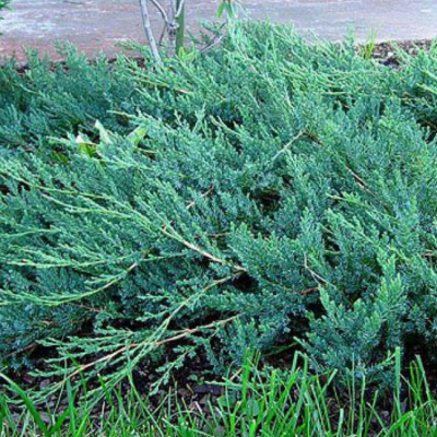 Можжевельник казацкий Блю Спаркл Можжевельник казацкий Блю Спаркл фото