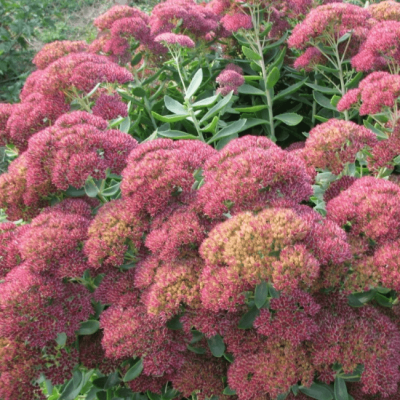 Седум видный Бриллиант фото