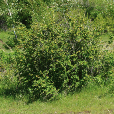 Барбарис Шароплодный Барбарис Шароплодный - Dolina-Sad.Ru