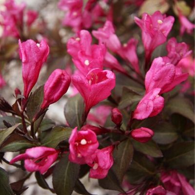 Вейгела Флорида Минор Блэк Вейгела Флорида Минор Блэк - Dolina-Sad.Ru