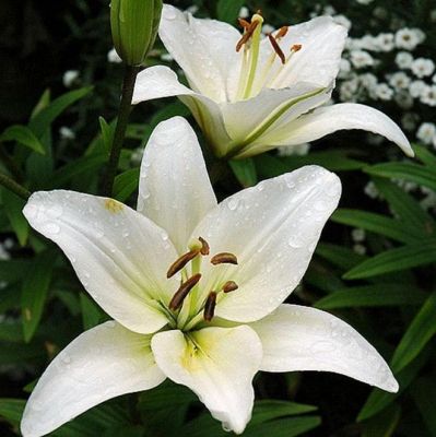 Лилия Навона Лилия Навона фото