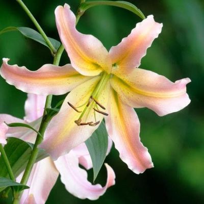 Лилия Элюзив Лилия Элюзив фото