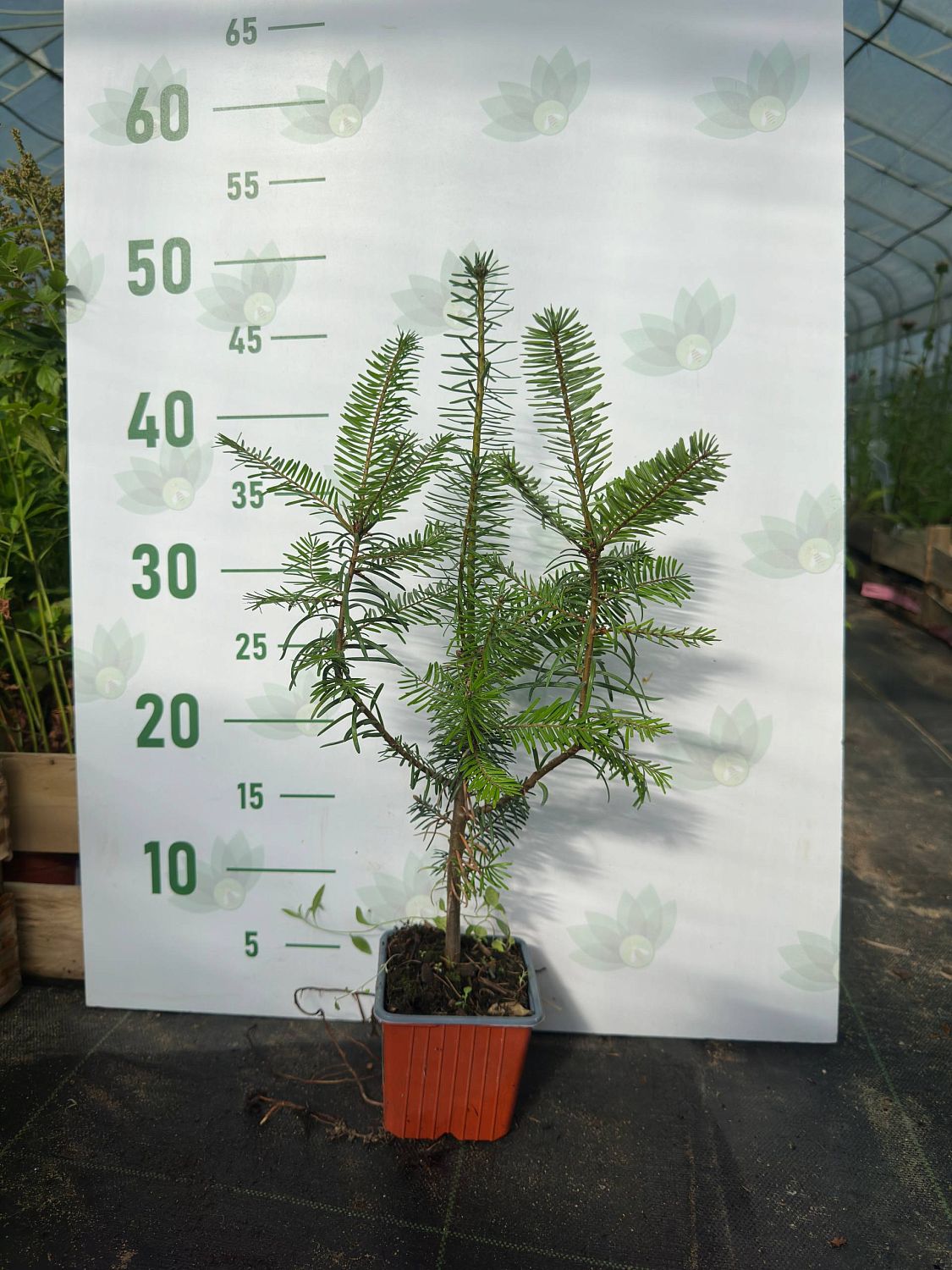 Пихта великая Пихта великая - Dolina-Sad.Ru