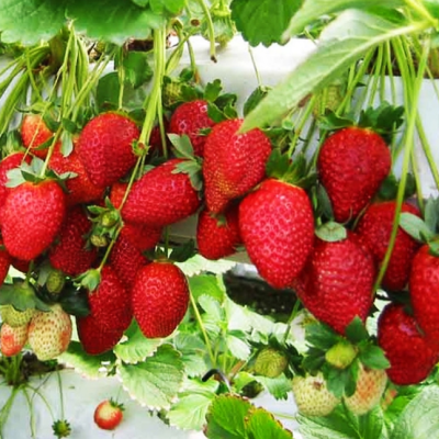 Клубника Вима Рина/Ремонтантная Клубника Вима Рина/Ремонтантная фото