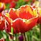 Тюльпан Денмарк Тюльпан Денмарк фото