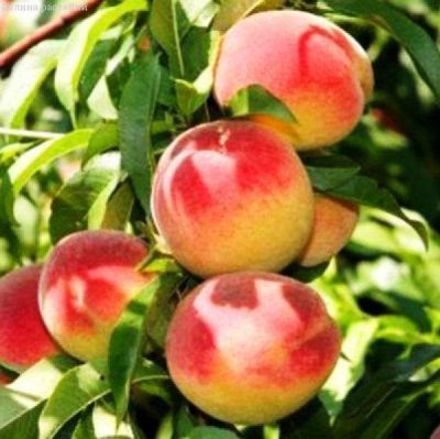 Персик Новоселковский Персик Новоселковский фото