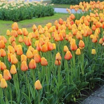 Тюльпан Блашинг Апельдорн Тюльпан Блашинг Апельдорн фото