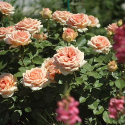 Роза Таити в горшке - Dolina-Sad.Ru