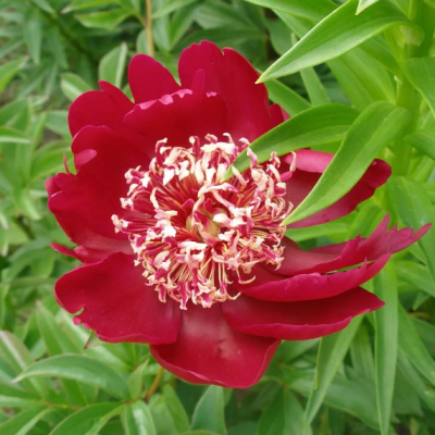 Пион Nippon Beauty фото