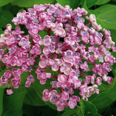 Гортензия крупнолистная Айеша Гортензия крупнолистная Айеша фото