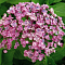 Гортензия крупнолистная Айеша Гортензия крупнолистная Айеша фото