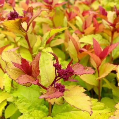 Спирея японская Файерлайт, С2 - Dolina-Sad.Ru