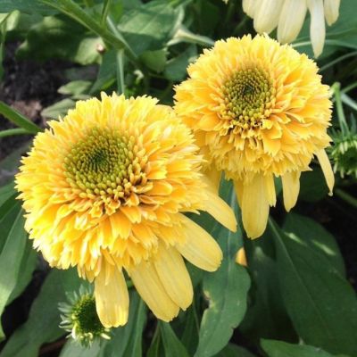 Эхинацея Дабл Скуп Лемон Крим Эхинацея Дабл Скуп Лемон Крим - Dolina-Sad.Ru