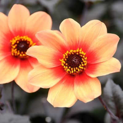 Георгина Фёрст Лав - Dolina-Sad.Ru