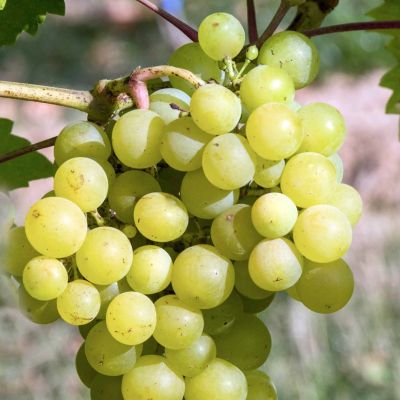 Виноград Мускат десертный Виноград Мускат десертный - Dolina-Sad.Ru
