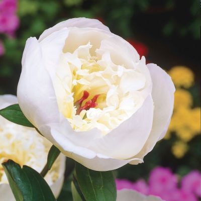 Пион Имакулее фото