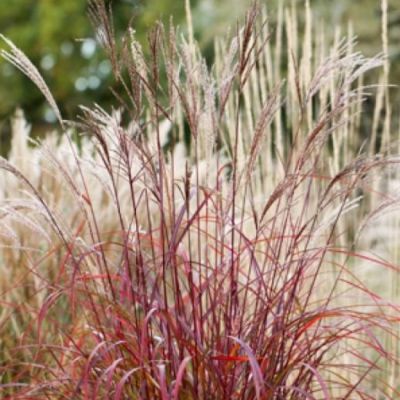 Мискантус Пурпл Фолл Мискантус Пурпл Фолл фото