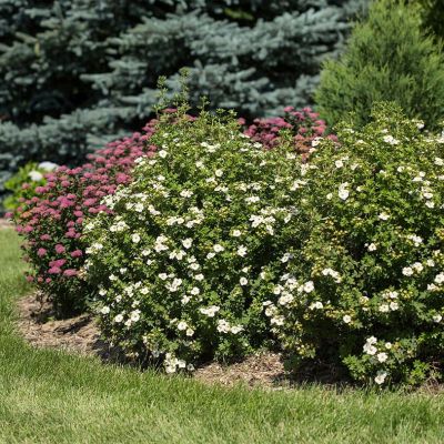 Лапчатка Крем Брюле Лапчатка Крем Брюле - Dolina-Sad.Ru