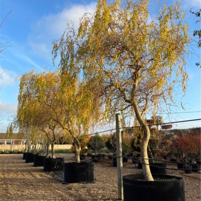 Ива Эритрофлексуоза, С3 Ива Эритрофлексуоза, С3 - Dolina-Sad.Ru