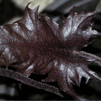 Бузульник Осирис Кафе Ноир , С1,5 Бузульник Осирис Кафе Ноир , С1,5 фото