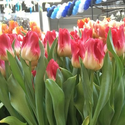 Тюльпан Матч Тюльпан Матч - Dolina-Sad.Ru