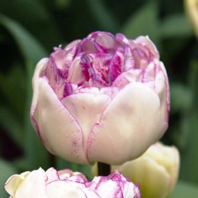 Тюльпан Нормандия Тюльпан Нормандия фото