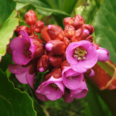 Бадан Эденс Мэджик Гиант , С1,5 Бадан Эденс Мэджик Гиант , С1,5 фото