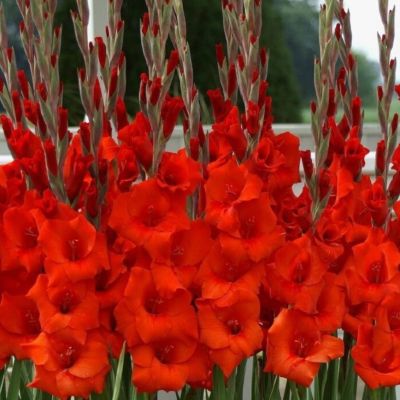 Гладиолус Хантинг Сонг Гладиолус Хантинг Сонг - Dolina-Sad.Ru