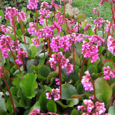 Бадан Эденс Мэджик Гиант , С1,5 Бадан Эденс Мэджик Гиант , С1,5 фото