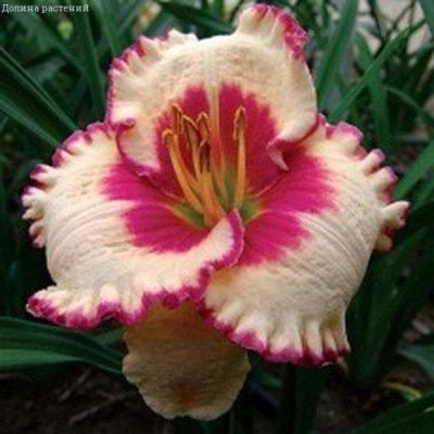 Лилейник Эйджлесс Бьюти Лилейник Эйджлесс Бьюти фото