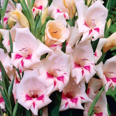 Гладиолус Карин Гладиолус Карин - Dolina-Sad.Ru