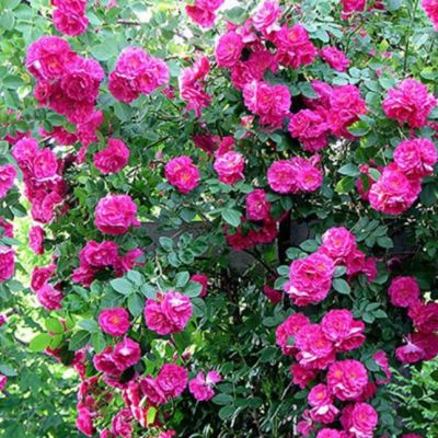 Роза Джон Кэбот Роза Джон Кэбот - Dolina-Sad.Ru