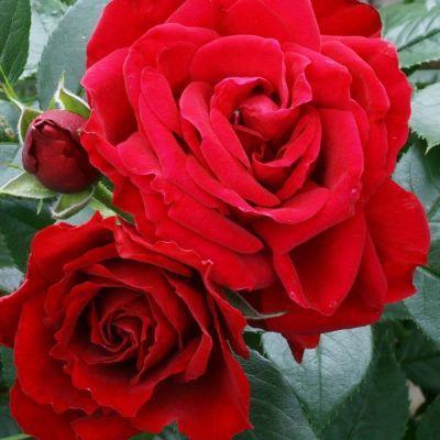 Роза Руби Вединг в горшке - Dolina-Sad.Ru