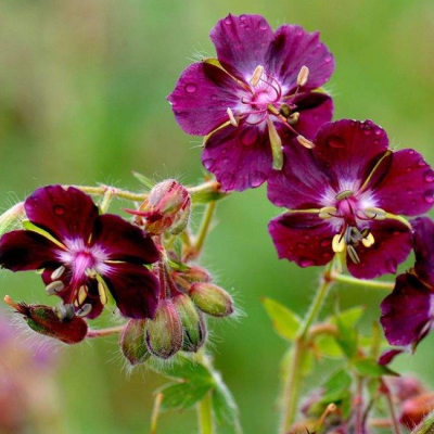 Герань тёмно-бурая Ливидум Герань тёмно-бурая Ливидум фото