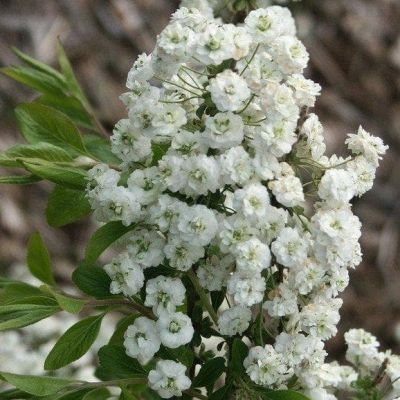 Спирея сливолистная Спирея сливолистная фото