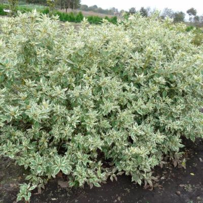 Дерен отпрысковый Вайт Голд Дерен отпрысковый Вайт Голд - Dolina-Sad.Ru