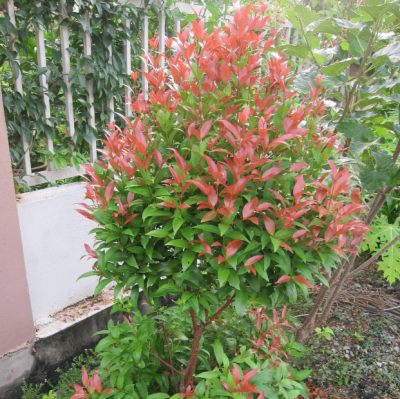 Фотиния Камилви Фотиния Камилви фото