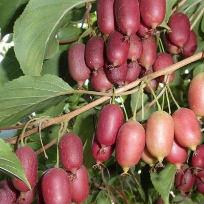 Актинидия остролистная Пурпурная (жен.) Актинидия остролистная Пурпурная (жен.) фото