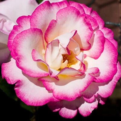 Роза Хендель - Dolina-Sad.Ru