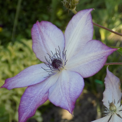 Клематис Утопия, С2 Клематис Утопия, С2 фото