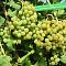 Виноград Мускат десертный Виноград Мускат десертный - Dolina-Sad.Ru