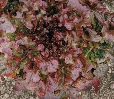 Салат Рубин Салат Рубин фото