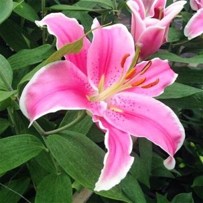 Лилия Марлон Лилия Марлон фото