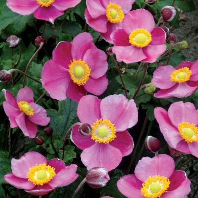 Анемона Хадспен Эбанденс Анемона Хадспен Эбанденс - Dolina-Sad.Ru