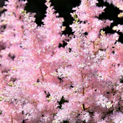 Астильба арендса Лолита Астильба арендса Лолита фото